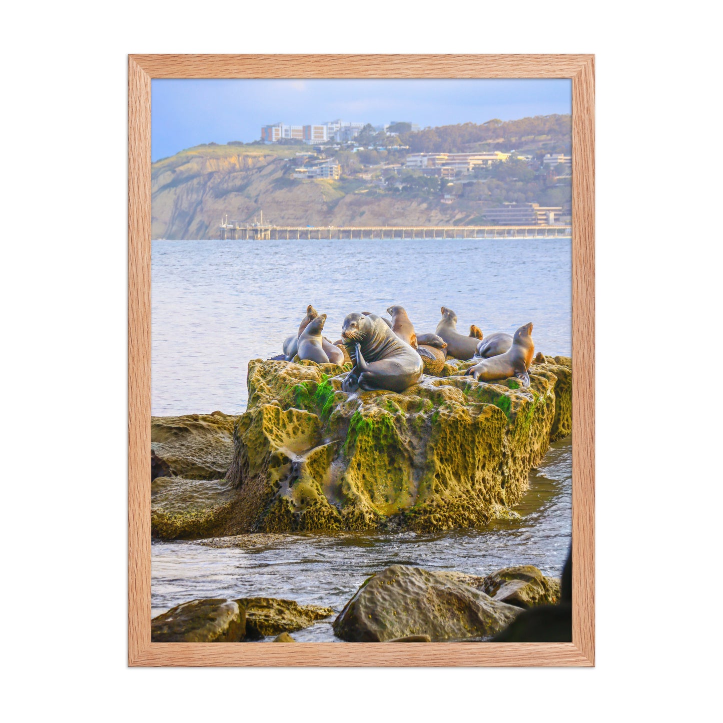 Seals rest together on coastal rocks at La Jolla Cove, with blue water and the distant shore behind them; wood frame, 18 × 24 inches.