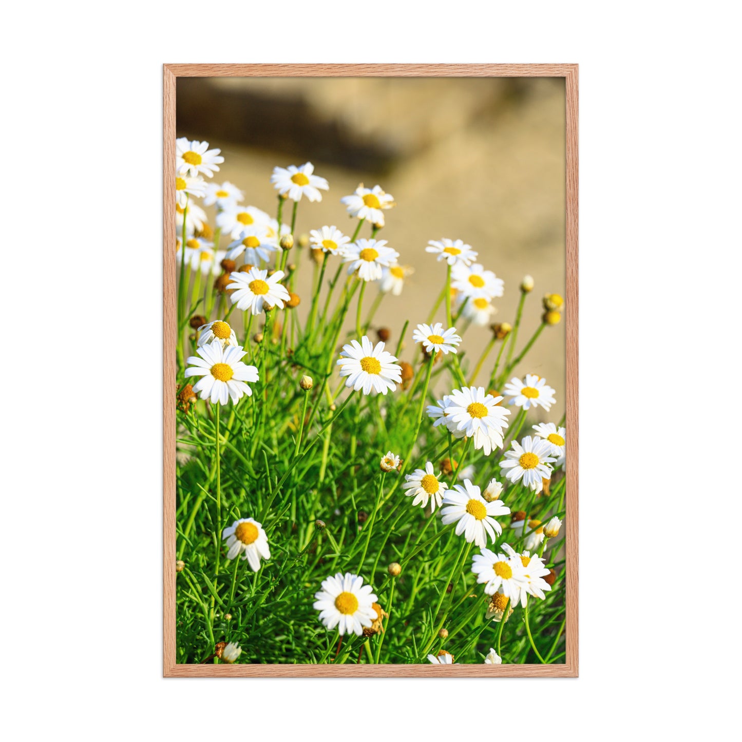 Small white wildflowers with yellow centers rise above soft coastal foliage at La Jolla Cove; wood frame, 24 × 36 inches.