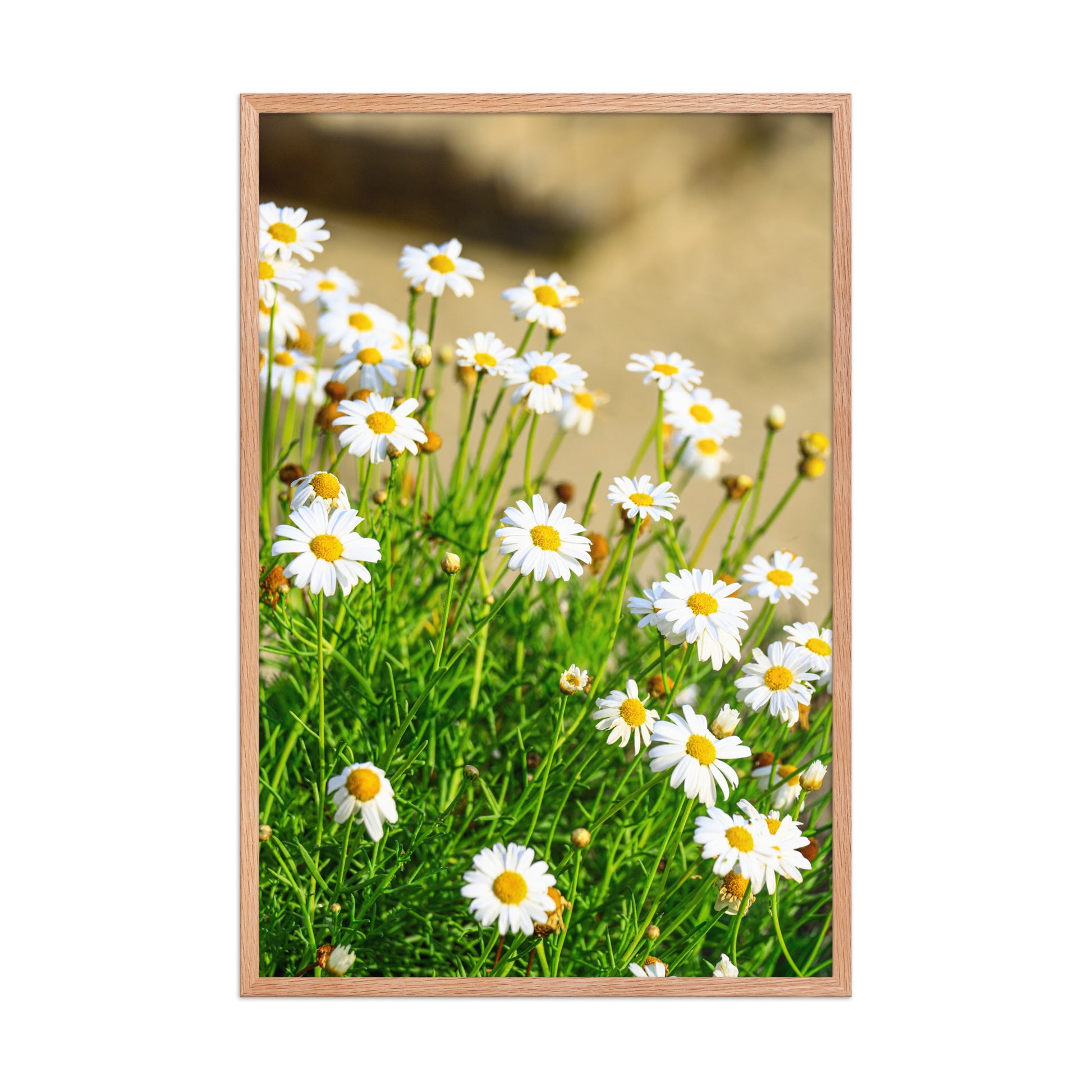 Small white wildflowers with yellow centers rise above soft coastal foliage at La Jolla Cove; wood frame, 24 × 36 inches.