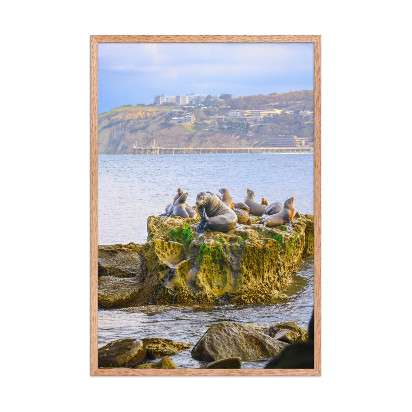Seals rest together on coastal rocks at La Jolla Cove, with blue water and the distant shore behind them; wood frame, 24 × 36 inches.