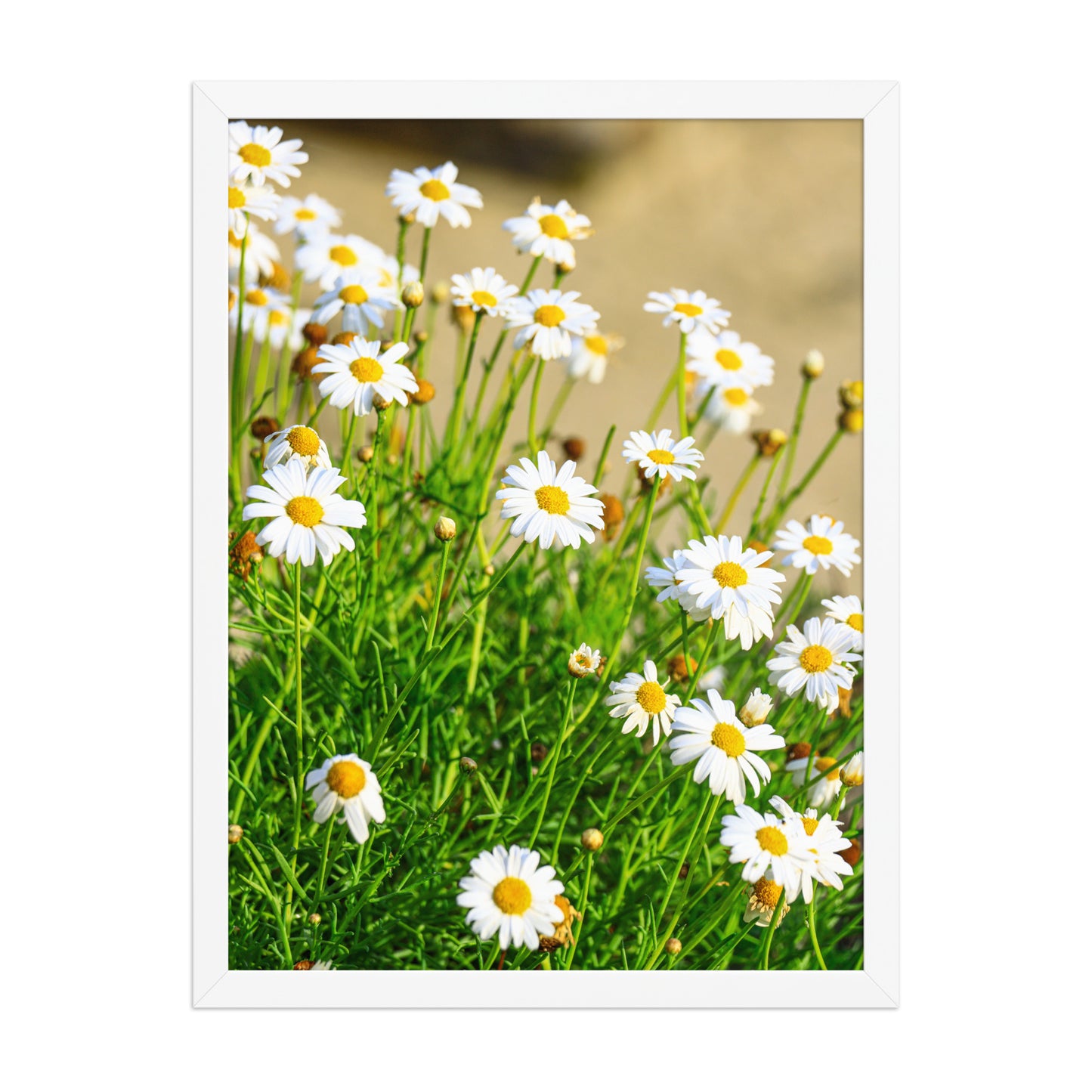 Small white wildflowers with yellow centers rise above soft coastal foliage at La Jolla Cove; white frame, 18 × 24 inches.