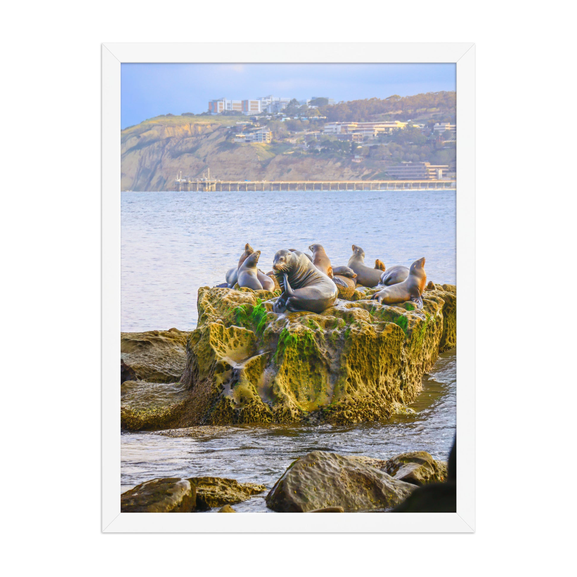 Seals rest together on coastal rocks at La Jolla Cove, with blue water and the distant shore behind them; white frame, 18 × 24 inches.