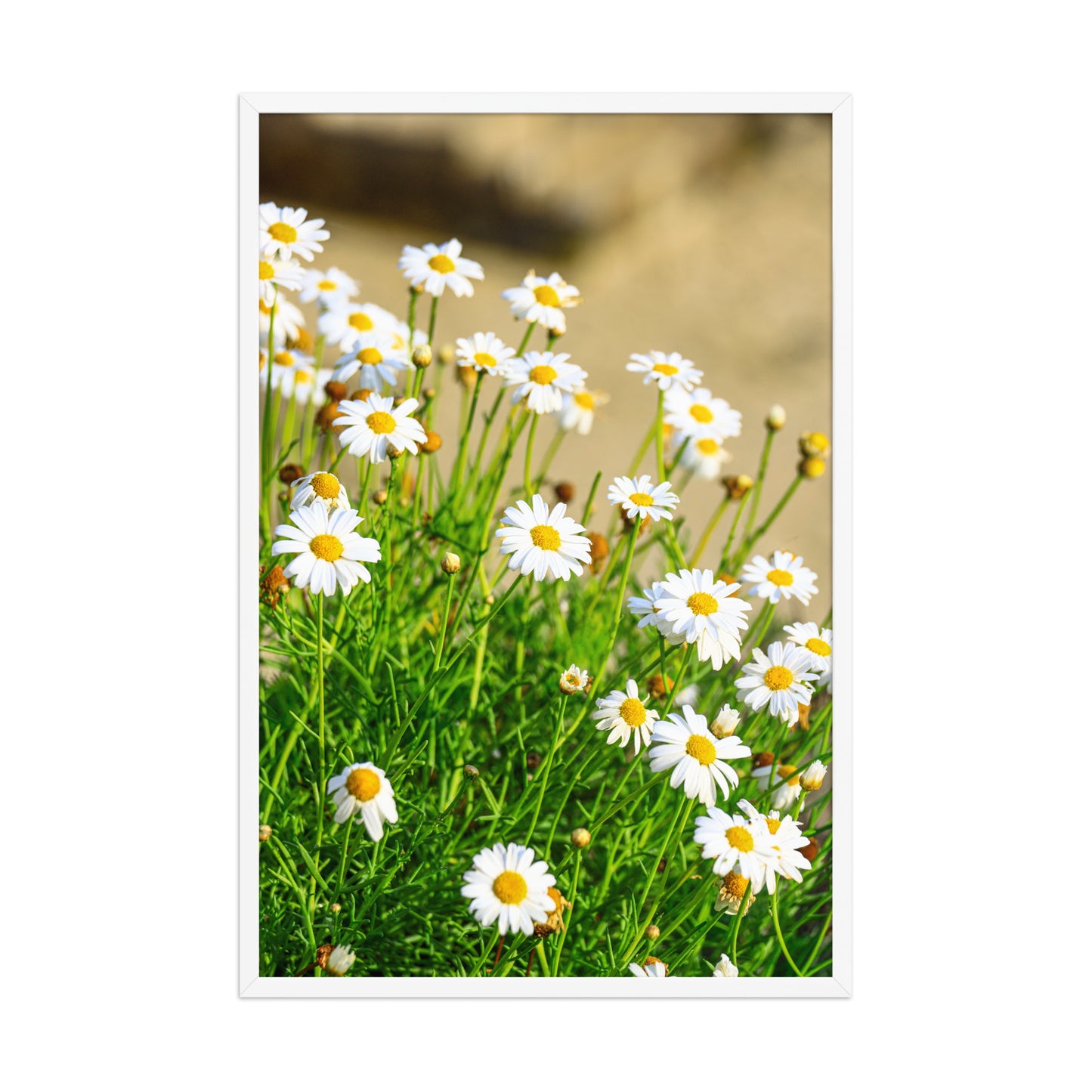 Small white wildflowers with yellow centers rise above soft coastal foliage at La Jolla Cove; white frame, 24 × 36 inches.