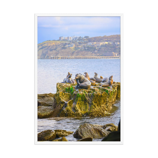 Seals rest together on coastal rocks at La Jolla Cove, with blue water and the distant shore behind them; white frame, 24 × 36 inches.