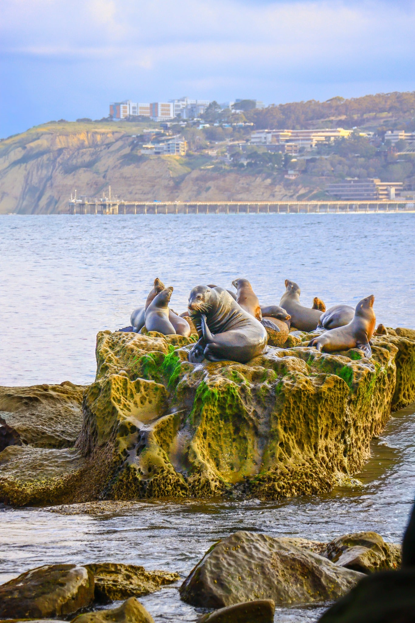 Sea lions resting on coastal rocks with Scripps Pier across the water.