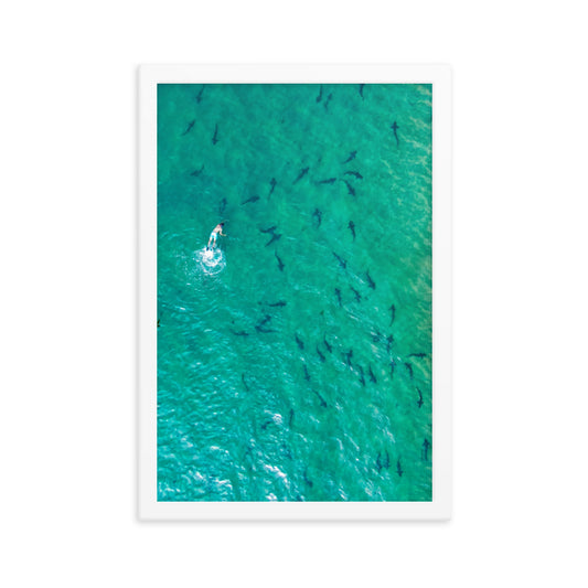 Swimming with sharks Framed poster