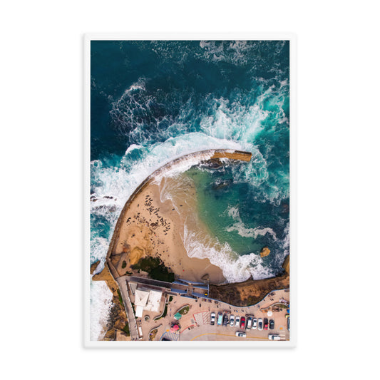 Seals at the pool Framed poster