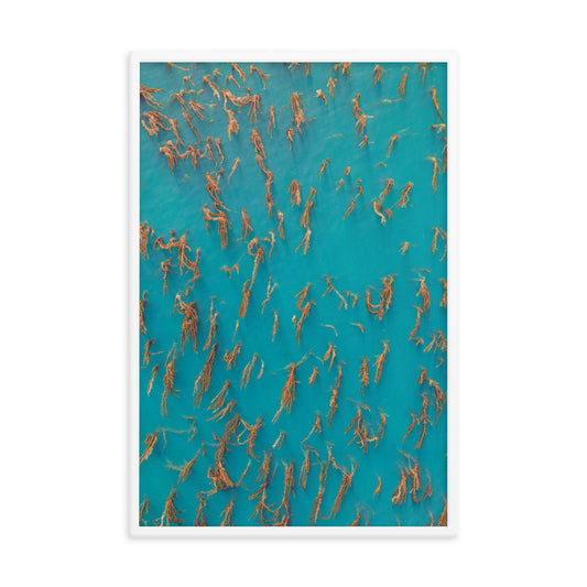 La Jolla Kelp Forest Framed poster